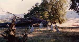 Haupt family cemetery in 1990