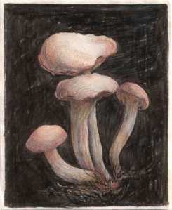 Boletus at Gerstle Cove