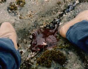 rockfish-at-Gerstle-Cove-19