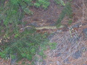 Mendo Natl Forest August 2007 010